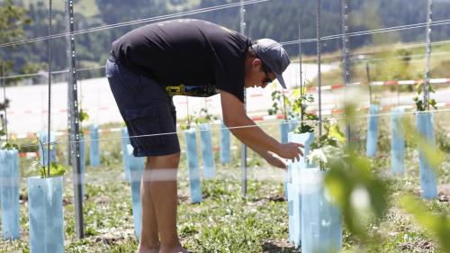 Gian Luca Vitalini e seis bap han implantà var 120 plantas da la marca «Cabernet Jura» güst a l’ur da Scuol (fotografia: mad).