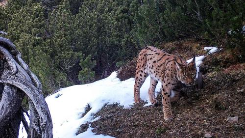 Ein Luchs und ein Wolf, beide mittels Fotofallen im Schweizerischen Nationalpark aufgenommen. Fotofalle Schweizerischer Nationalpark