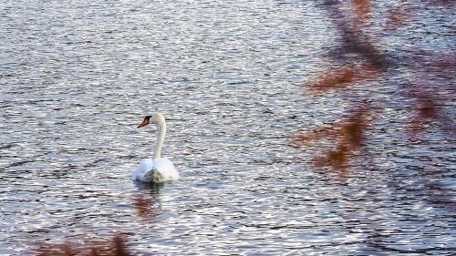  Den Schwan auf dem St. Moritzersee nicht füttern, dies kann sein Leben gefährden. Foto: Julia Biffi