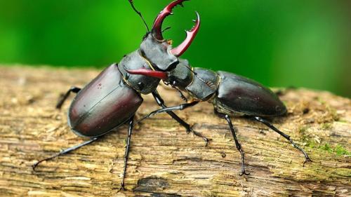 Insects da bellezza, sco per exaimpel il scarafag dal diavel, vegnan muossats ill’exposiziun speciala dal Parc Naziunal Svizzer a Zernez (fotografia: mad).