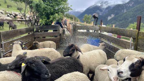 Die Schafe müssen durchs Räudebad, bevor sie auf die Alp dürfen. Foto: Fadrina Hofmann