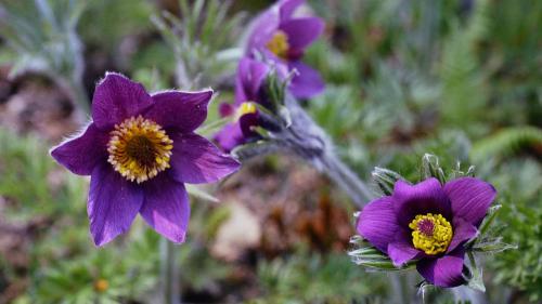 Violette Blüten, giftige Inhaltsstoffe: die Küchenschelle. Foto: Jürg Baeder