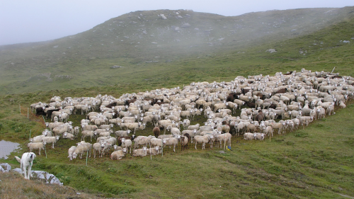 Ohne Herdenschutzmassnahme ist Alpwirtschaft nicht mehr möglich. Foto:  Jan Boner