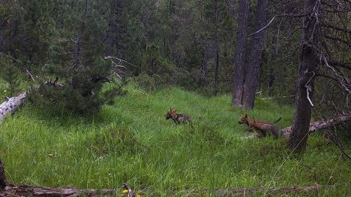 Fotofalle: Schweizerischer Nationalpark