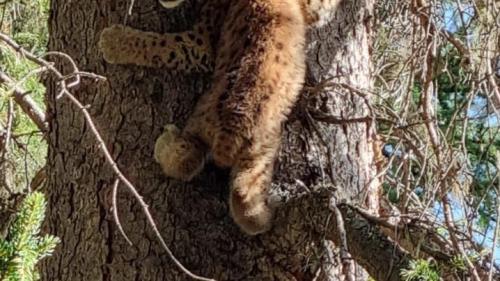 Gut klettern kann der kleine Luchs bereits. Foto: Cilgia Saluz