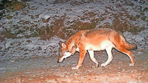 Il giuven tröp dal Fuorn dess gnir elimino causa duos s-charps da muaglia bovina. fotografia: mad