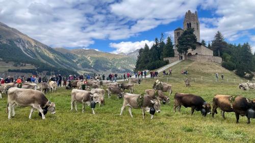 Impressionen vom Alpabzug in Celerina. Foto: Reto Stifel