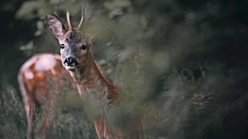 Rehe und Hirsche sind während der Jagdsaison besonders häufig Engadiner Küchen gefragt, sodass das einheimische Fleisch nicht mehr ausreicht. Foto: Shutterstock / Nordfriisk Photography