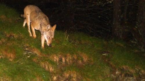 Ein Jungwolf. Foto: Amt für Jagd und Fischerei Graubünden