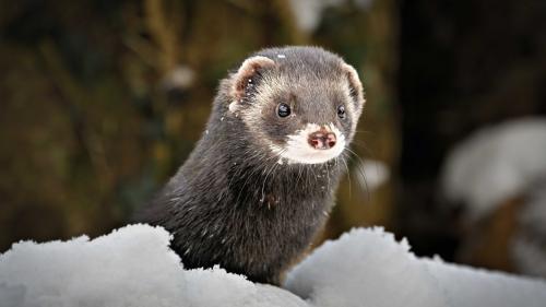 Der Iltis wurde im Dezember 2022 erstmals im Engadin nachgewiesen. Wildhüter Thomas Wehrli gelang es mit einer Wildkamera, ihn zu fotografieren. Foto: Stefan Huwiler / Pro Natura Schweiz