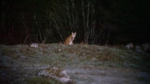 Luchs im Unterengadin. Archivfoto: Jon Duschletta