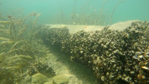 Die invasive Quaggamuschel sorgt schnell und nachhaltig für grosse Schäden an Unterwasserinfrastruktur und stört das ökologische Gleichgewicht erheblich. Foto: Eawag/Linda Haltiner