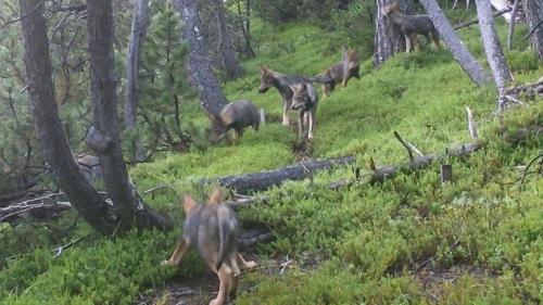 Den Fuorn-Rudel gibt es nicht mehr. Foto: Schweizerischer Nationalpark