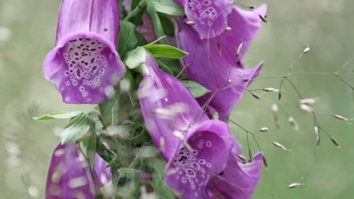 Vorsicht, schön, aber giftig: Fingerhut, Kartoffelblüte, Liguster und Herbstzeitlose (von links). Foto: Jürg Baeder
