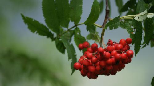 Aus den Beeren werden Marmelade, Säfte und Kompotte hergestellt. Foto: Jürg Bäder