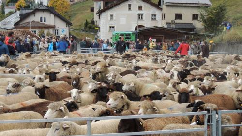 La bescha vain manada in ün serragl per tilla zavrar (fotografia: Benedict Stecher).