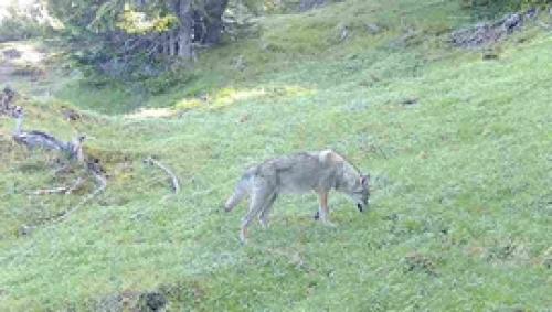 Foto: Amt für Jagd und Fischerei Graubünden