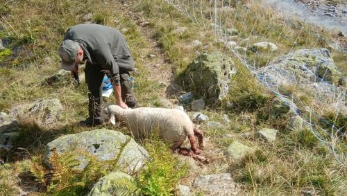 Solche Bilder vergessen die Bauern und Hirten nicht mehr. Foto: Duri Stecher