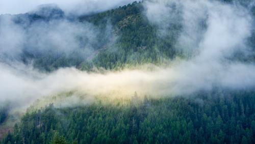 Der Wald ist ein unersetzlicher, klimarelevanter Lebensraum, Hotspot der Biodiversität und Lieferant von Rohstoffen. Er ist aber auch zunehmend Tummelplatz für menschliche Aktivitäten. Foto: Jon Duschletta