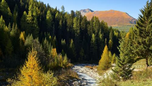 Im Val Trupchun zeigt sich der Herbst von seiner schönsten Seite. Die Lärchen färben sich goldgelb und verleihen der Landschaft am Eingang zum Schweizerischen Nationalpark einen besonderen Zauber. Foto: Barbara Esther Siegrist
