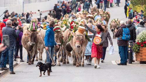 Der traditionelle Alpabzug von Celerina ist jedes Jahr ein Highlight und zieht zahlreiche Schaulustige an. Archivfoto: Daniel Zaugg
