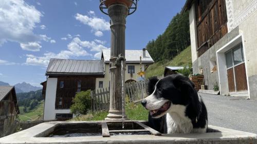Bei Sommerhitze ein frisches Bad im Brunnen nehmen - für Milo eine Wonne.
Foto Fadrina Hofmann
