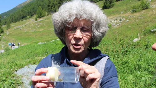 Angelika Abderhalden bestimmt die in der Val Susauna gefangenen Heuschrecken. Foto: Stefanie Wick Widmer